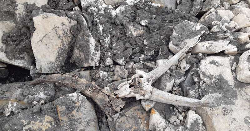 fondazione-mach,-le-ossa-di-stambecco-rinvenute-in-alto-adige-risalgono-al-neolitico