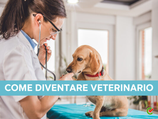 come-diventare-veterinario-–-il-percorso-da-intraprendere